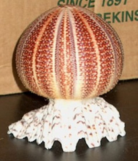 KT139